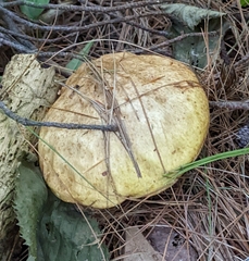 Suillus americanus