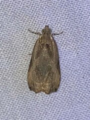 Olethreutes inornatana