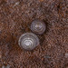 Eostrobilops zijinshanica - Photo (c) nana7mi, alguns direitos reservados (CC BY-NC), uploaded by nana7mi