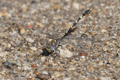 Progomphus borealis