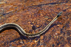 Thamnophis cyrtopsis cyrtopsis