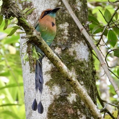 Electron platyrhynchum