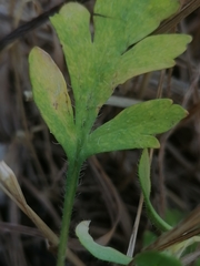 Papaver canescens