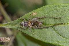 Svistella bifasciata