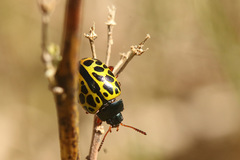 Calligrapha polyspila