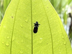 Callitettix versicolor