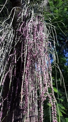 Rhipsalis lindbergiana