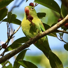 Brotogeris jugularis
