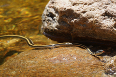 Thamnophis cyrtopsis cyrtopsis