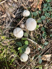 Lycoperdon
