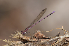 Argia pallens