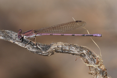 Argia pallens