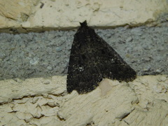 Condica vecors