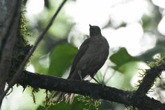 Turdus