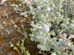 Dissocarpus paradoxus