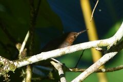 Ramphocaenus melanurus