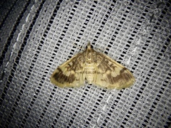Pseudebulea fentoni