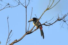 Pteroglossus torquatus