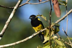 Icterus prosthemelas