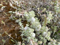 Dissocarpus paradoxus