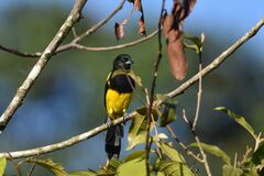 Icterus prosthemelas