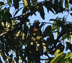 Pteroglossus torquatus