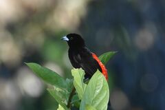 Ramphocelus passerinii