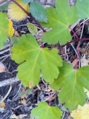Ribes aureum