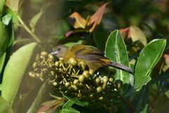 Ramphocelus passerinii