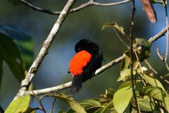 Ramphocelus passerinii