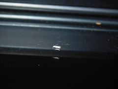 Phyllonorycter lucidicostella