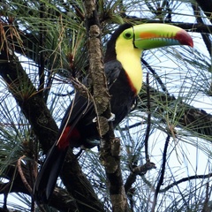 Ramphastos sulfuratus