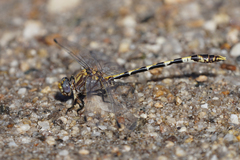 Progomphus borealis
