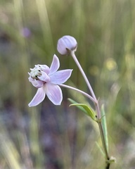 Asclepias cinerea