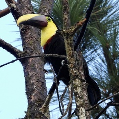 Ramphastos ambiguus