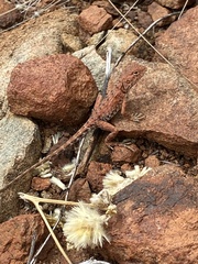 Ctenophorus caudicinctus