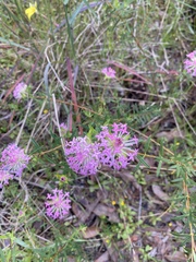 Pimelea rosea
