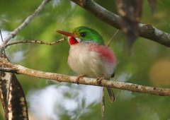 Todus multicolor