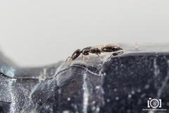 Cephalonomia