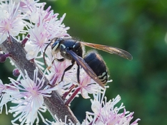 Dolichovespula maculata