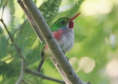 Todus multicolor