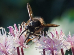 Dolichovespula maculata