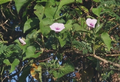 Ipomoea batatas