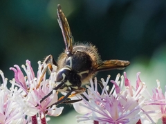 Dolichovespula maculata