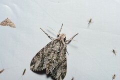 Agrius godarti