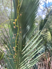 Drosera pallida