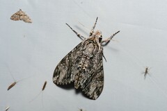 Agrius godarti