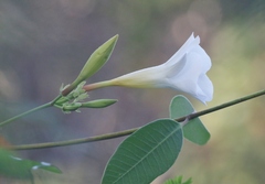 Rhabdadenia biflora