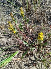 Solidago spathulata