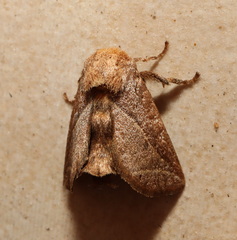 Anaxidia lozogramma